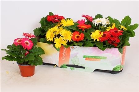 Gerbera Open Air Gem