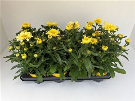 Leucanthemum Banana Cream