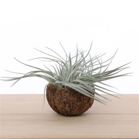 Airplant Tillandsia Silver Coco