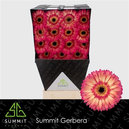 Ge Gr Hippie Chic Diamond