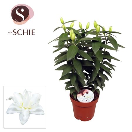 Lil Or Double White 5pp
