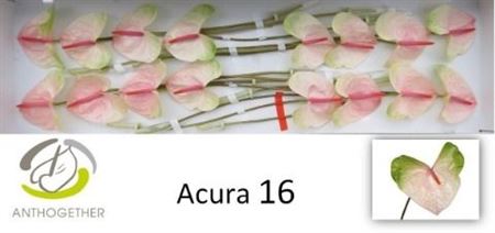 Anth A Acura 16