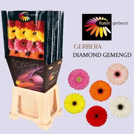 Ge Gr Mixed On Row Diamond