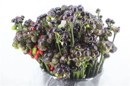 Pepers Round Black P Bunch