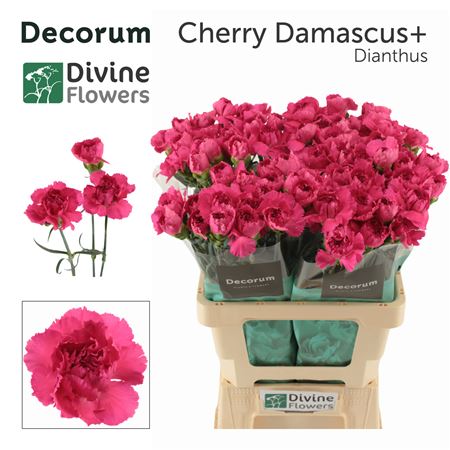 Di St Nl Cherry Damas