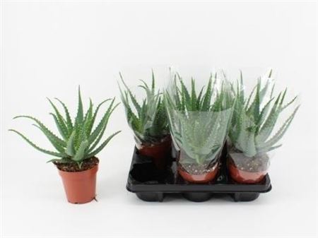 Aloe Arborescens