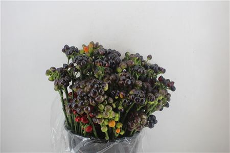 Pepers Round Black P Bunch