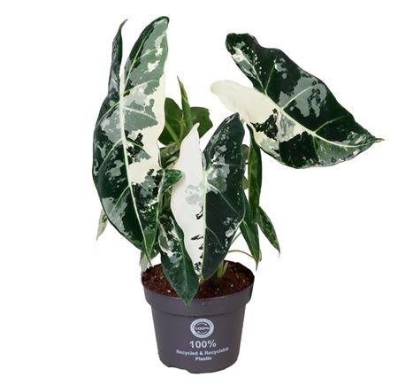 Alocasia Frydek Variegata