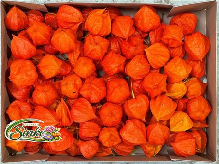 Physalis Lampion Los