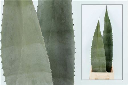 Agave Americana Bleu 70cm