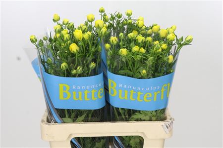 Ran Butterfl Phytalo