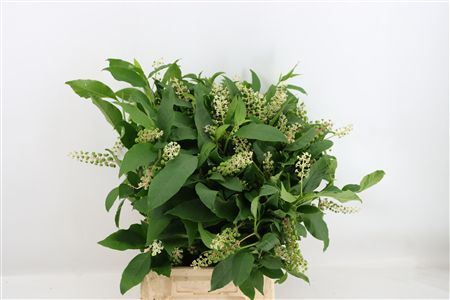 Carbouzijn Berry P Bunch