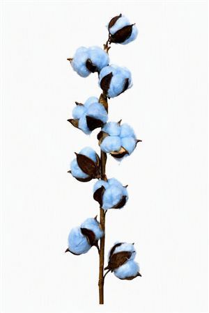 Dried Cotton Stem 9 Balls Blue