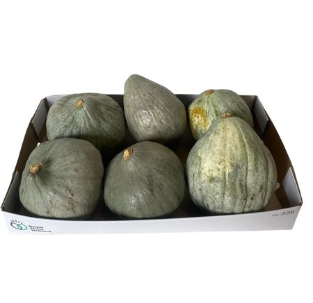 Sierfruit Blue Hubbard Plant