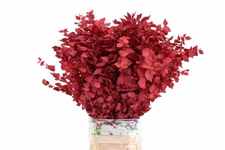 Pres Euca Stuartiana Red P Bunch
