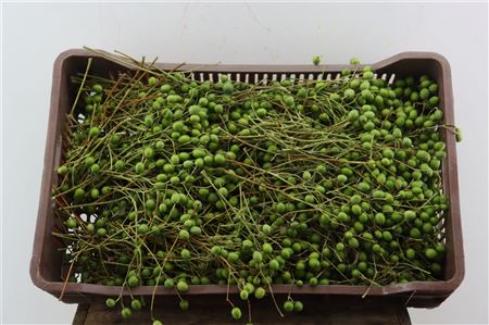 Sier Lilac De Chine 3kg X Crate
