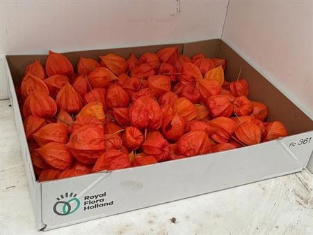 Physalis Lampion Los