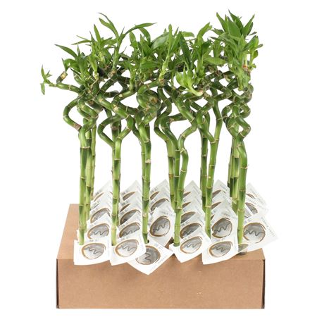 Dra Lucky Bamboo Stem Spiral Tube