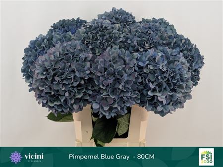 Hydr Cl Pimpern