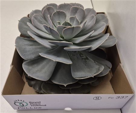 Echeveria Pollux Big