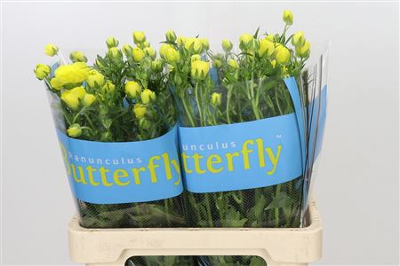 Ran Butterfl Phytalo