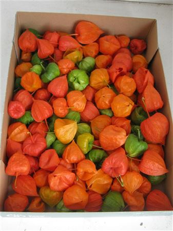 Physalis Lampion Los