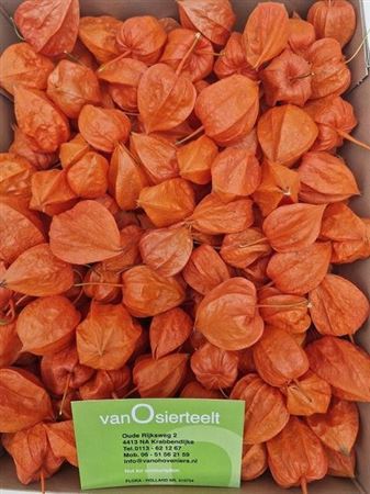Physalis Lampion Los
