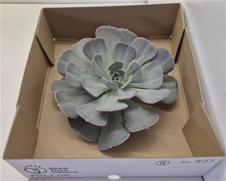 Echeveria Pollux Big