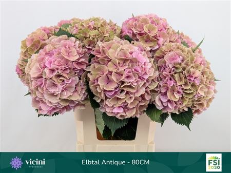 Hydr Cl Elbtal Oud Rose