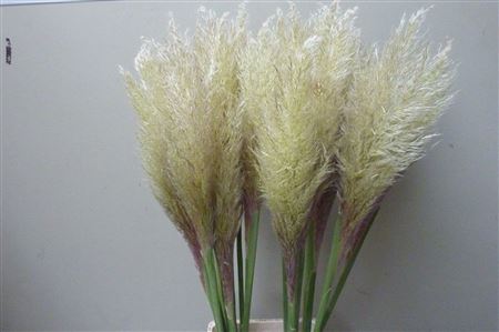 Cortaderia Ov 130 Cm