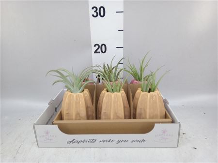 Airplant Tillandsia Carambola Pink/creme