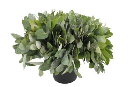 Euca Robusta Juv