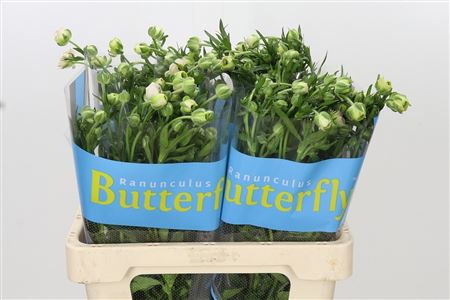 Ran Butterfl Ariadne