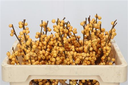 Ilex Golden Verboom