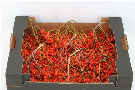 Sorbus Red P Doos