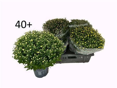 Chrys Bolchrysant Mix
