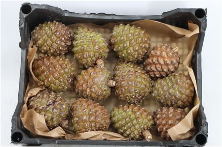 Pinea Groot X12 Crate