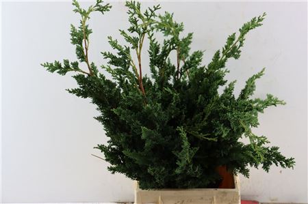 Chamaecyparis Law Wisselii 2kg