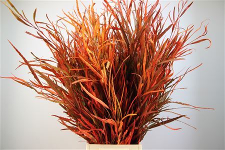 Grevillea Deluxe Oranje