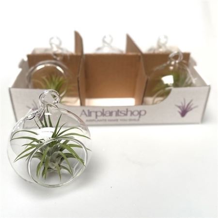 Airplant Tillandsia Glass Ball