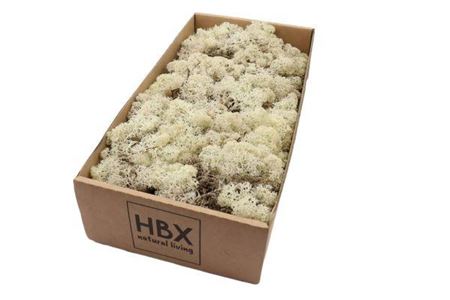 Moss Reindeer 500g